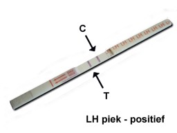 Positive Sensitest ovulation test with LH peak: best chance to get pregnant now
