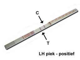 Ovulation test: you could become pregnant