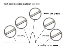 The test result in the middle gives your LH peak