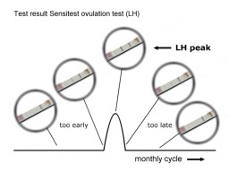 The test result in the middle gives your LH peak